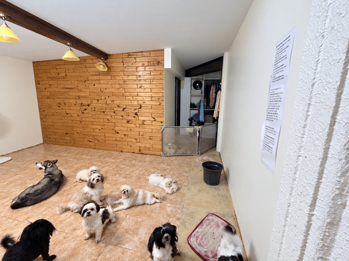Dogs enjoying their new spacious room in the new house