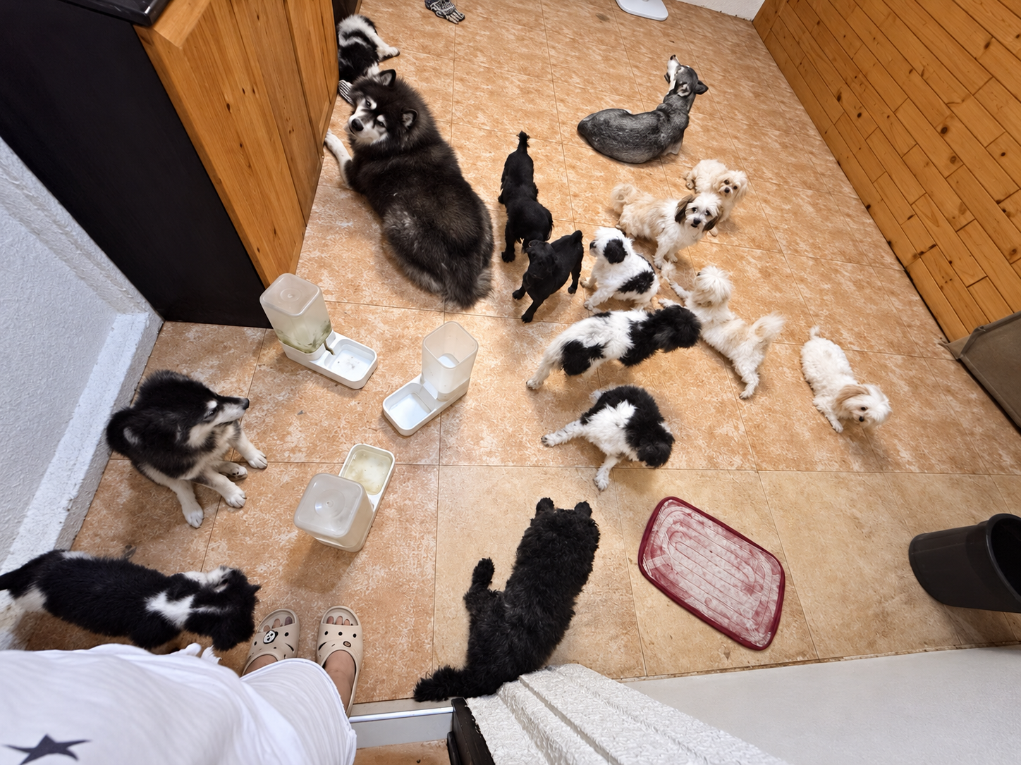 Dogs settling into their new home